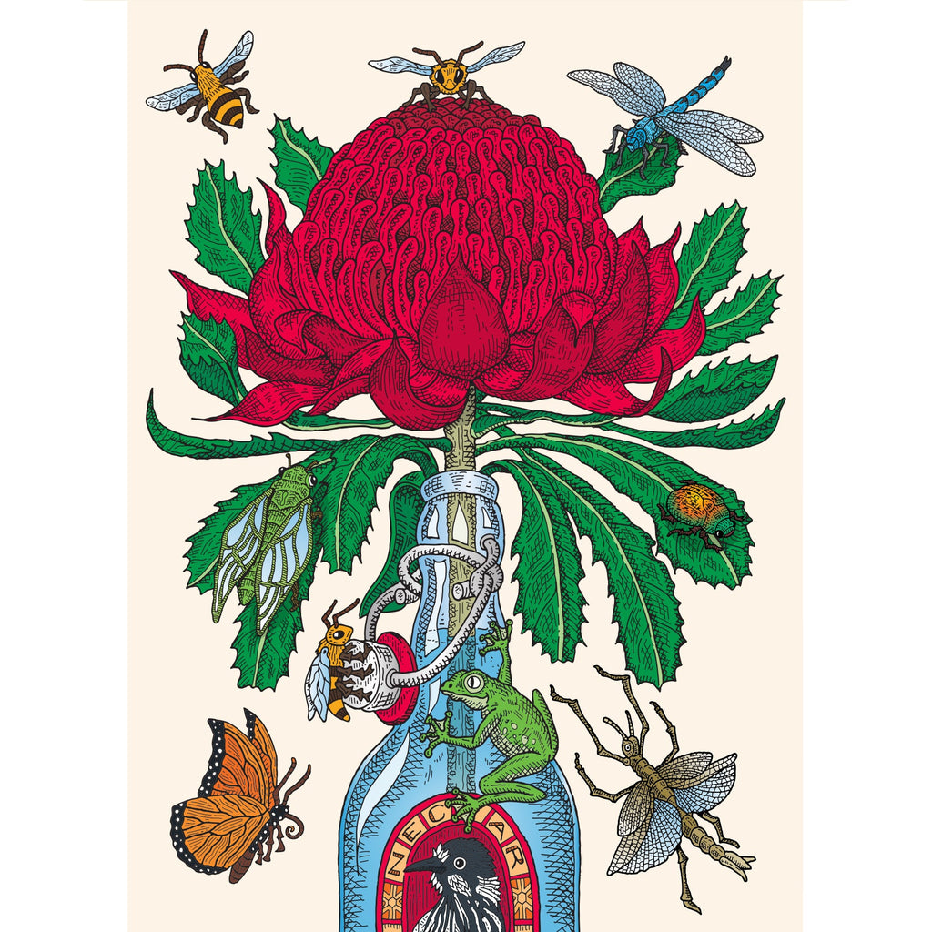 Large Canvas Prints: Waratah