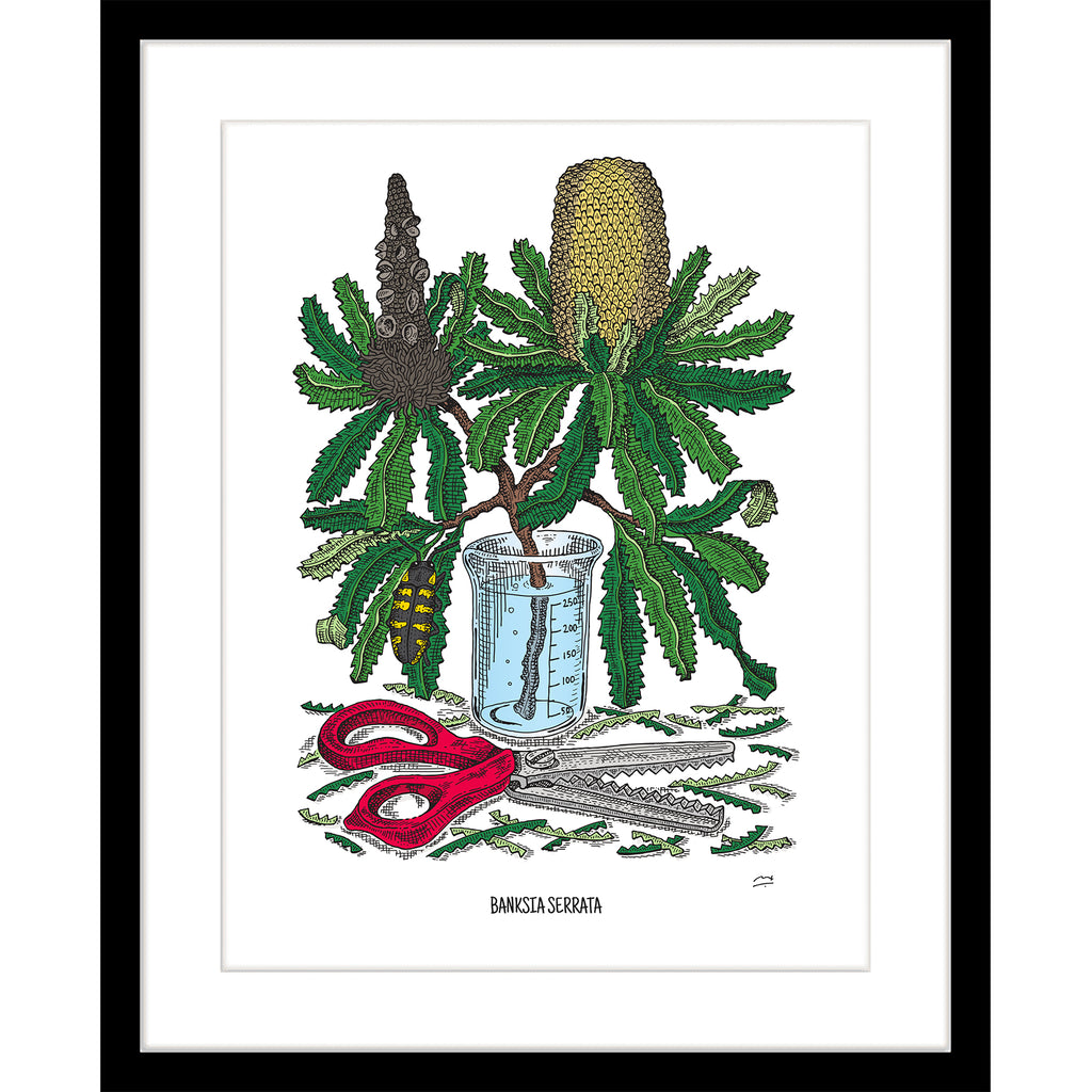 Limited Edition Botanic Art Print: Banksia Serrata
