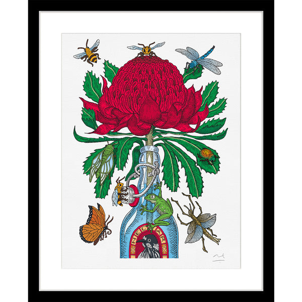 Limited Edition Botanic Art Print: Australian Waratah