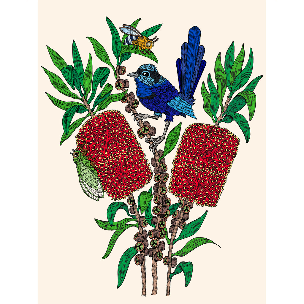 Large Canvas Prints: Fairy Wren