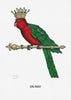 Fine Art Print: King Parrot