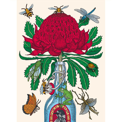 Large Canvas Prints: Waratah