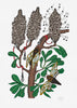 Limited Edition Botanic Art Print: Cicadas